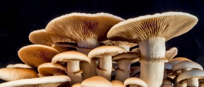 Mushroom growing technology